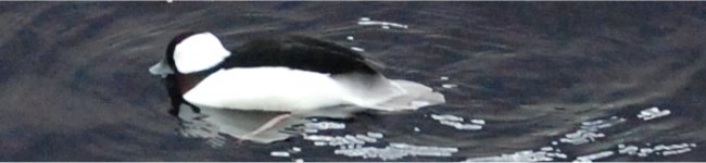 Photo d'un eider