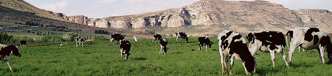 Vaches