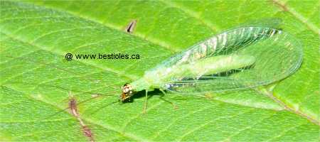 Photo de chrysope aux yeux d'or (Chrysopa oculata)