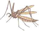Image de moustique