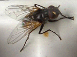 Photo de mouche domestique