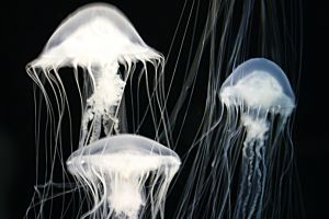Photo de méduses