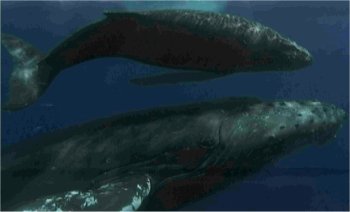 Photo de baleines � bosses
