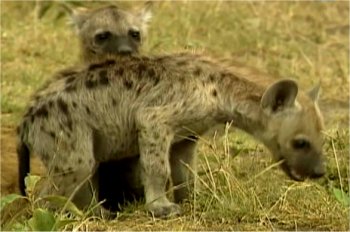 Photo de bébés hyènes