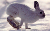 Photo de lièvre en hiver