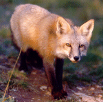 Photo de renard