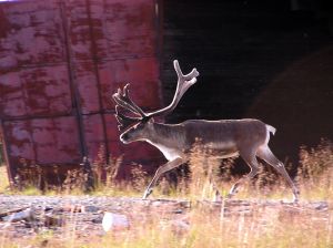 Photo de renne (caribou)