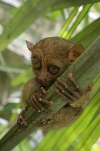 Image de tarsier