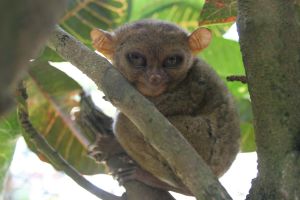 Photo d'un tarsier