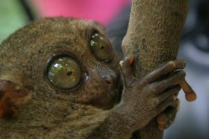 Photo des yeux d'un tarsier