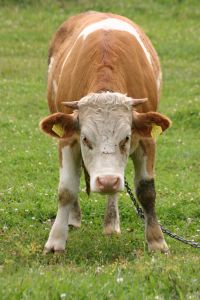 Photo d'une vache