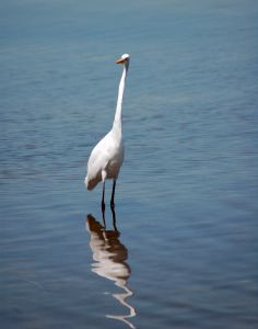 Photo d'une aigrette blanche