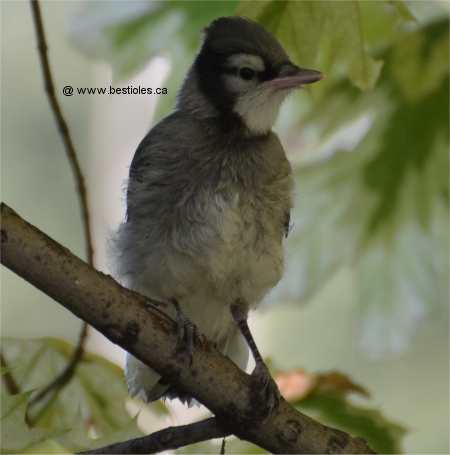 Photo d'un geai bleu immature