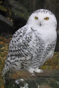 Photo d'un harfang des neiges
