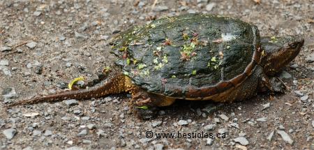 Photo d'une tortue serpentine sur le sol