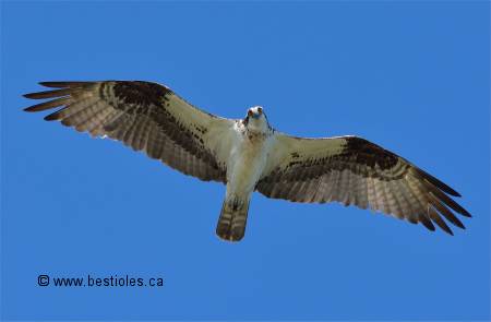 Photographie d'un balbuzard p�cheur en vol