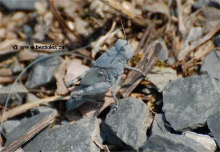 Le camouflage de couleur d'une sauterelle