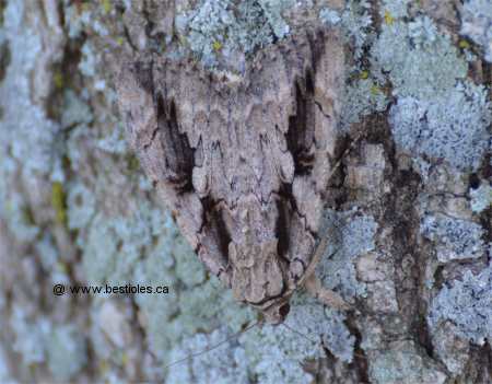 Les motifs servent de camouflage a ce papillon