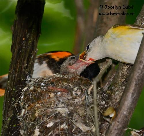 Photo d'un oiseau nidicole