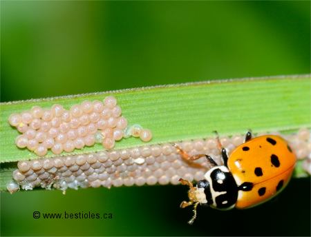 Photographie d'oeufs d'insectes