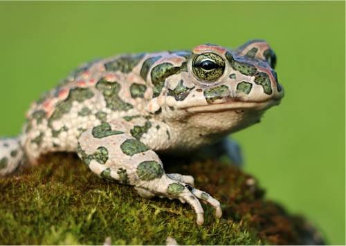 Photo de crapaud vert