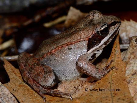Photo d'une grenouillle des bois