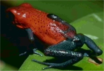 Photo de grenouille fraise qui transporte son t�tard