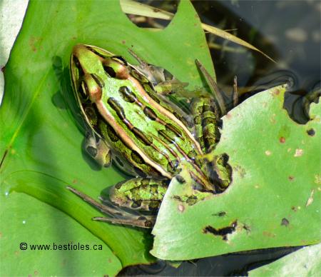 Photo d'une grenouille l�opard sur une feuille de n�nuphar