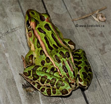 Photo d'une grenouille l�opard