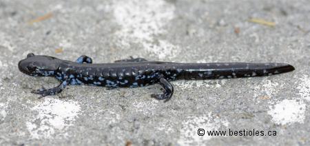Photo d'une salamandre à points bleus