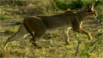 Photo d'un caracal qui chasse
