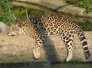 Photo d'un jaguar