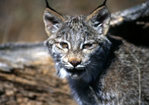 Photo de lynx (face)