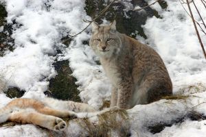 Photo d'un lynx