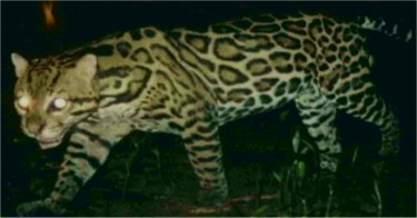 Photo d'un ocelot