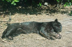 Photo d'une panth�re noire