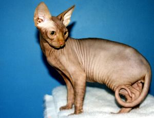 Photo d'un sphynx (chat)
