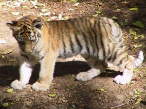 Le Tigre Un Gros Felin