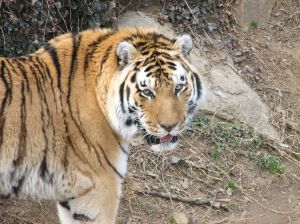 Photo d'un tigre de Sib�rie
