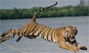 Photo de tigre