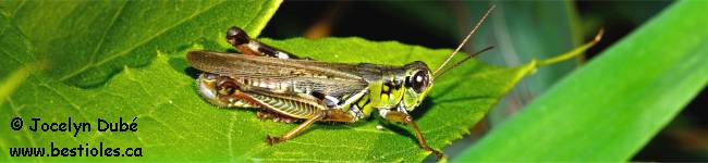 Insecte de la famille des Acridid�s (Acrididae)