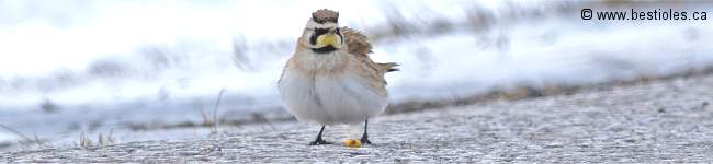 Photo d'une alouette hausse-col