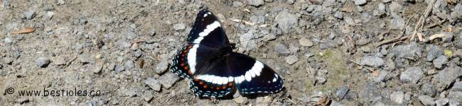 Photo d'un amiral (Limenitis arthemis)