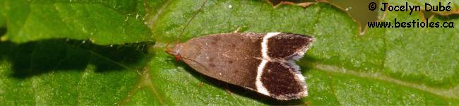 Photo d'un papillon du genre Anacampsis