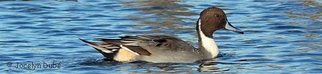 Photo d'un canard de la famille des anatin�s (Anatinae)