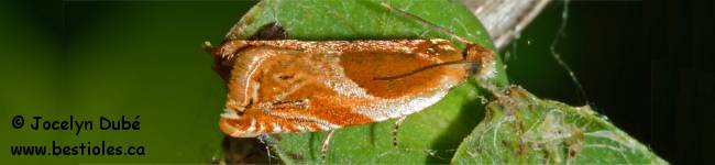 Photo d'un papillon du genre Ancylis