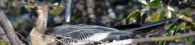 Photo d'un Anhinga d'Am�rique