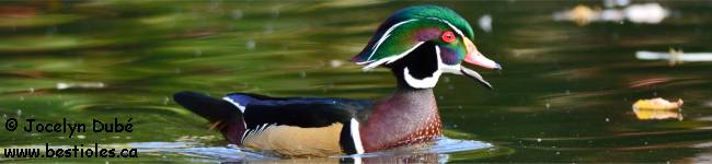 Oiseau de l'ordre des ans�riformes