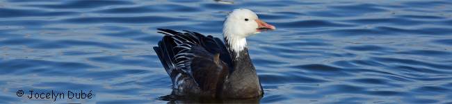 Oiseau de la sous-famille ans�rin�s (Anserinae)