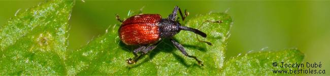 Photo d'insecte du genre Anthonomus